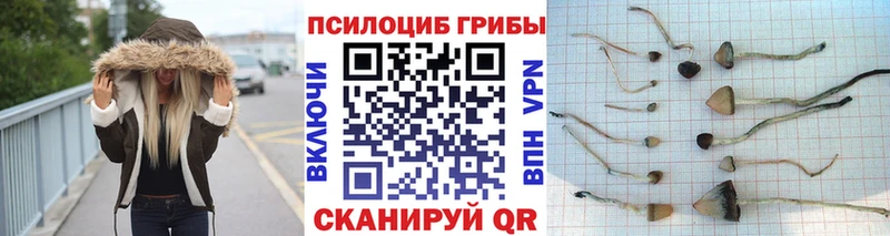 blacksprut маркетплейс  купить закладку  Тында  Псилоцибиновые грибы GOLDEN TEACHER 